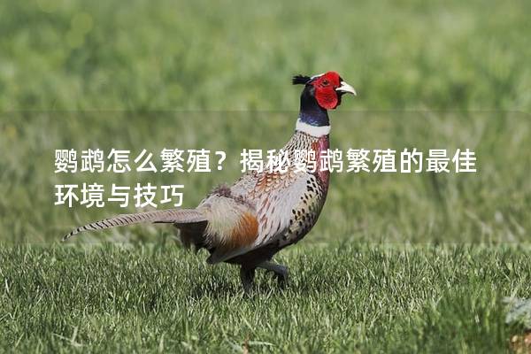 鹦鹉怎么繁殖？揭秘鹦鹉繁殖的最佳环境与技巧