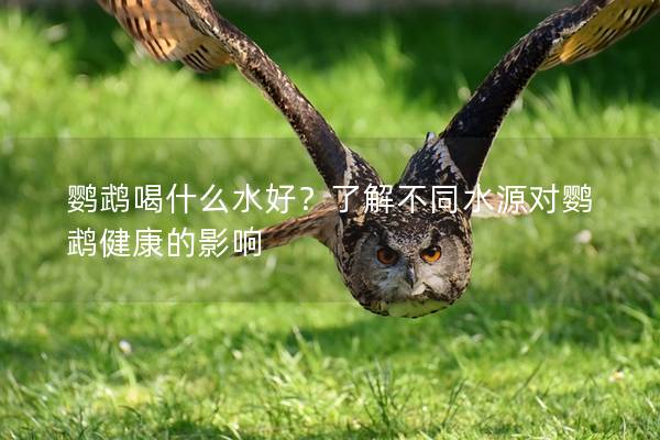 鹦鹉喝什么水好？了解不同水源对鹦鹉健康的影响