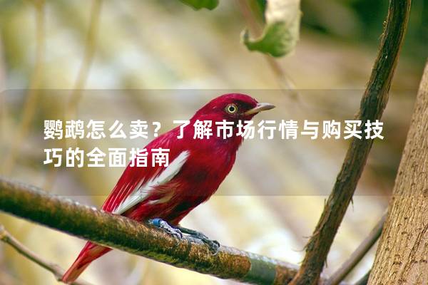 鹦鹉怎么卖？了解市场行情与购买技巧的全面指南