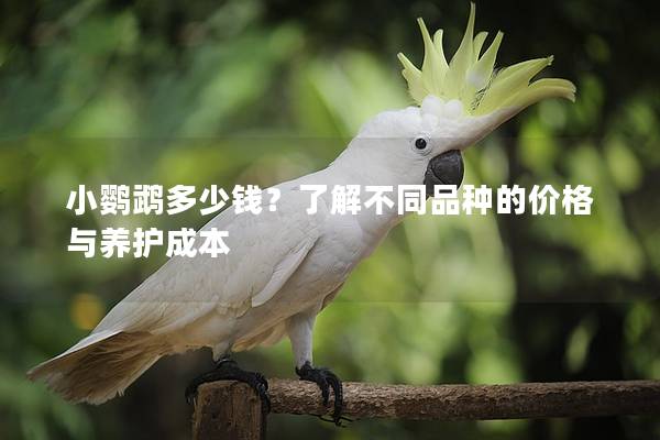 小鹦鹉多少钱？了解不同品种的价格与养护成本