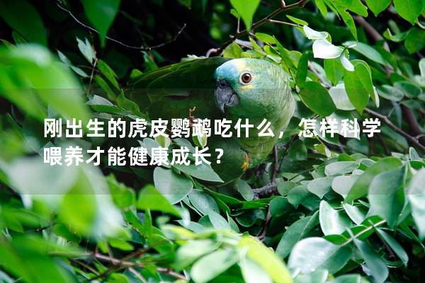 刚出生的虎皮鹦鹉吃什么，怎样科学喂养才能健康成长？