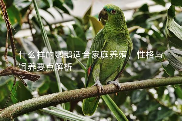 什么样的鹦鹉适合家庭养殖，性格与饲养要点解析