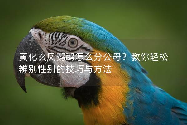 黄化玄凤鹦鹉怎么分公母？教你轻松辨别性别的技巧与方法