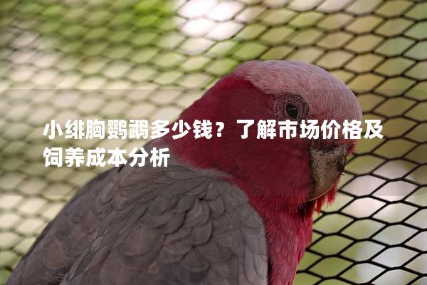小绯胸鹦鹉多少钱？了解市场价格及饲养成本分析