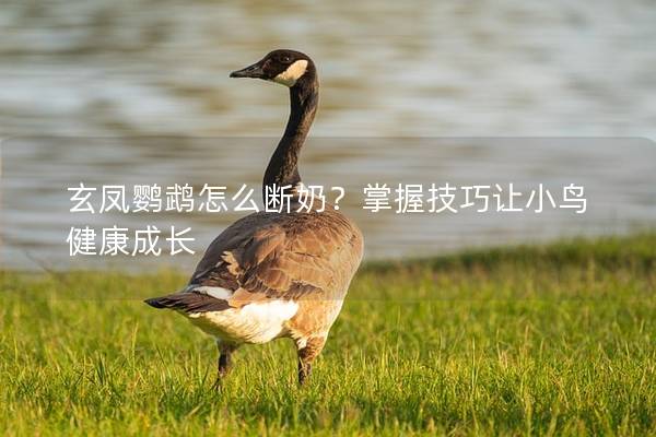 玄凤鹦鹉怎么断奶？掌握技巧让小鸟健康成长