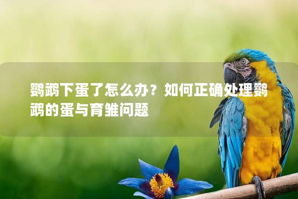 鹦鹉下蛋了怎么办？如何正确处理鹦鹉的蛋与育雏问题