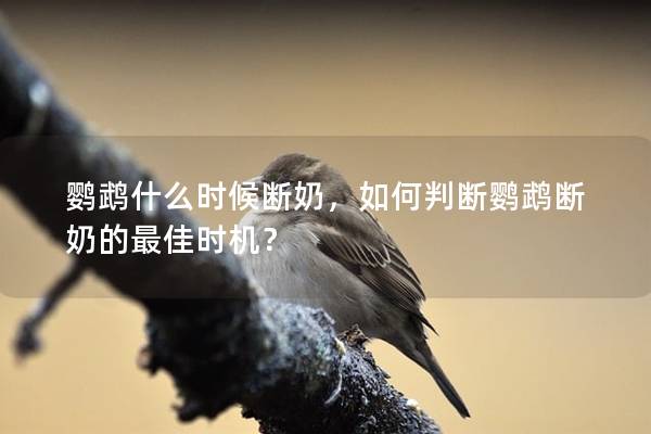 鹦鹉什么时候断奶，如何判断鹦鹉断奶的最佳时机？