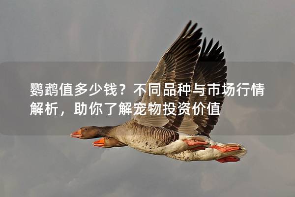 鹦鹉值多少钱？不同品种与市场行情解析，助你了解宠物投资价值