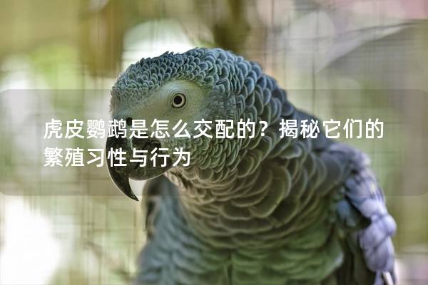 虎皮鹦鹉是怎么交配的？揭秘它们的繁殖习性与行为