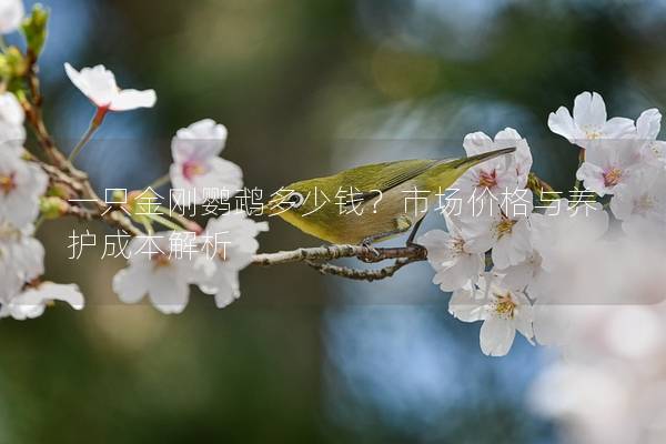 一只金刚鹦鹉多少钱？市场价格与养护成本解析