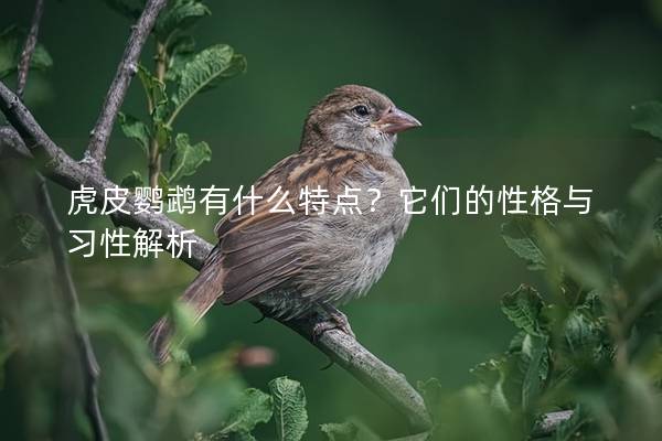 虎皮鹦鹉有什么特点？它们的性格与习性解析