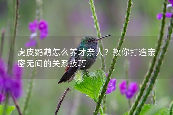 虎皮鹦鹉怎么养才亲人？教你打造亲密无间的关系技巧