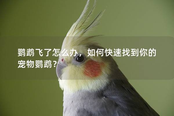 鹦鹉飞了怎么办，如何快速找到你的宠物鹦鹉？