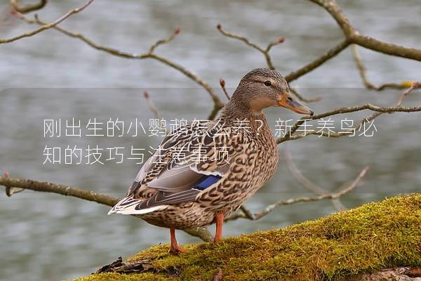 刚出生的小鹦鹉怎么养？新手养鸟必知的技巧与注意事项