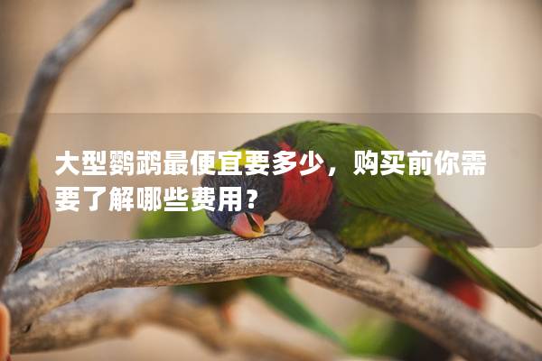 大型鹦鹉最便宜要多少，购买前你需要了解哪些费用？