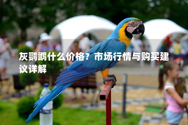 灰鹦鹉什么价格？市场行情与购买建议详解