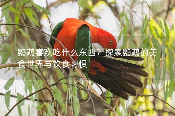 鹦鹉喜欢吃什么东西？探索鹦鹉的美食世界与饮食习惯