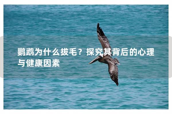 鹦鹉为什么拔毛？探究其背后的心理与健康因素