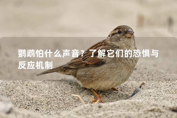 鹦鹉怕什么声音？了解它们的恐惧与反应机制