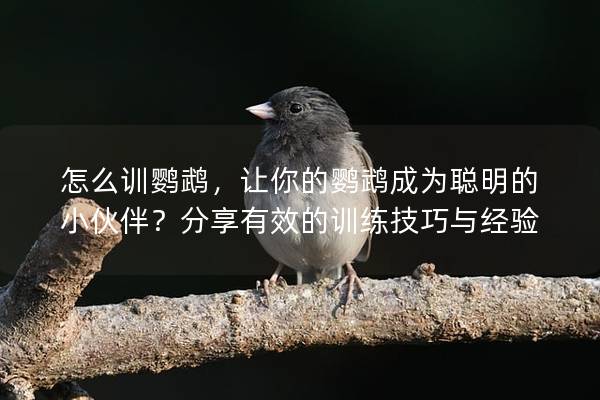 怎么训鹦鹉，让你的鹦鹉成为聪明的小伙伴？分享有效的训练技巧与经验