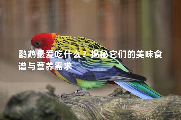 鹦鹉最爱吃什么？揭秘它们的美味食谱与营养需求