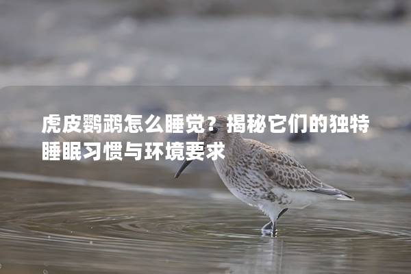 虎皮鹦鹉怎么睡觉？揭秘它们的独特睡眠习惯与环境要求