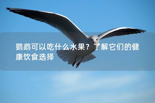 鹦鹉可以吃什么水果？了解它们的健康饮食选择