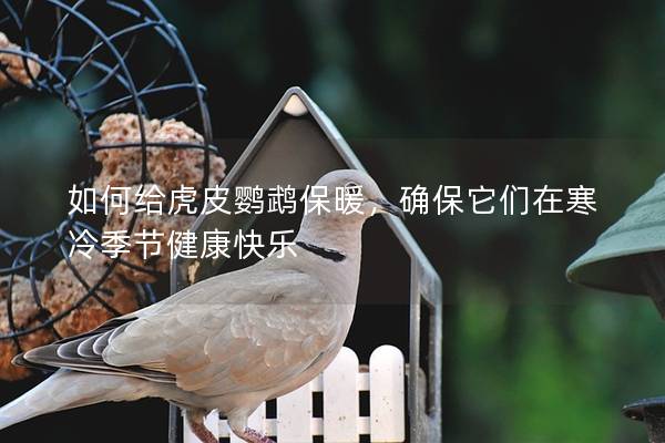 如何给虎皮鹦鹉保暖，确保它们在寒冷季节健康快乐