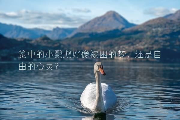 笼中的小鹦鹉好像被困的梦，还是自由的心灵？