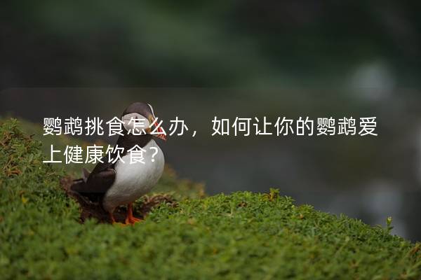 鹦鹉挑食怎么办，如何让你的鹦鹉爱上健康饮食？