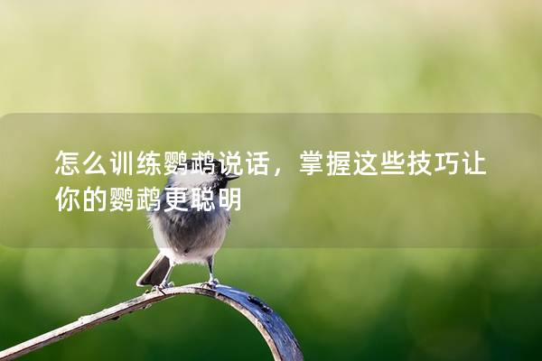 怎么训练鹦鹉说话，掌握这些技巧让你的鹦鹉更聪明