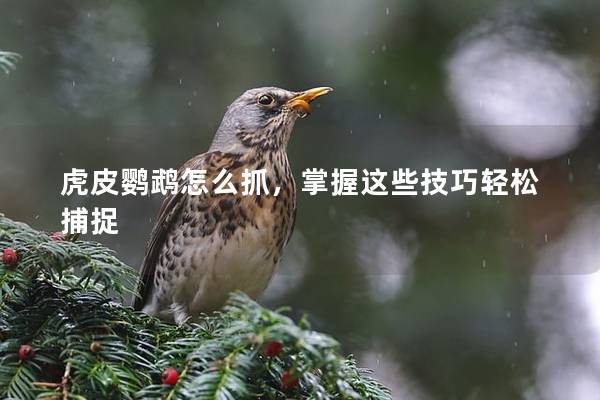 虎皮鹦鹉怎么抓，掌握这些技巧轻松捕捉