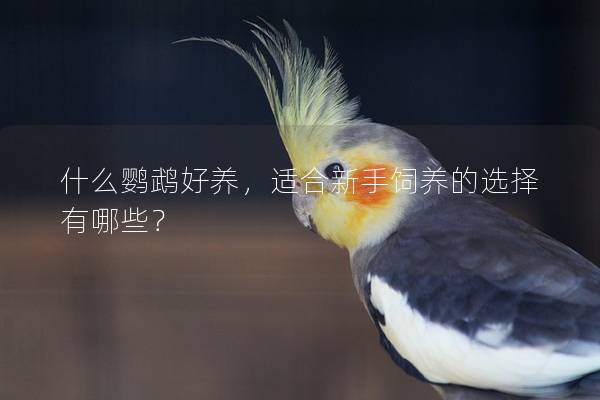 什么鹦鹉好养，适合新手饲养的选择有哪些？