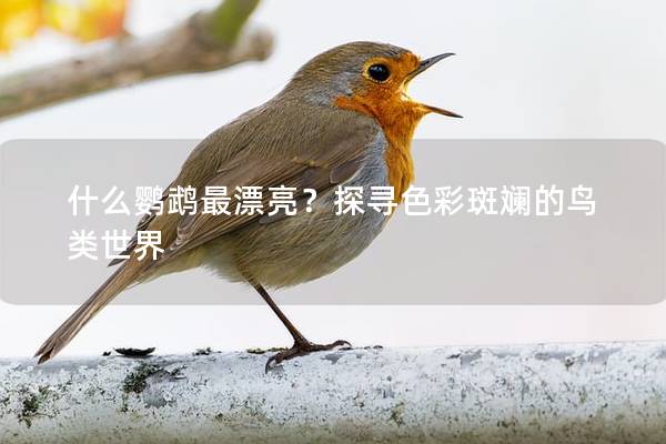 什么鹦鹉最漂亮？探寻色彩斑斓的鸟类世界