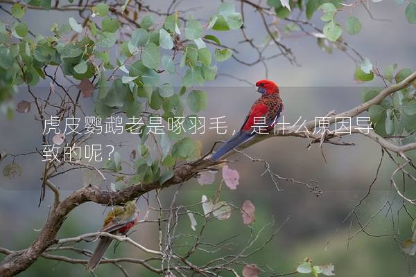 虎皮鹦鹉老是啄羽毛，是什么原因导致的呢？