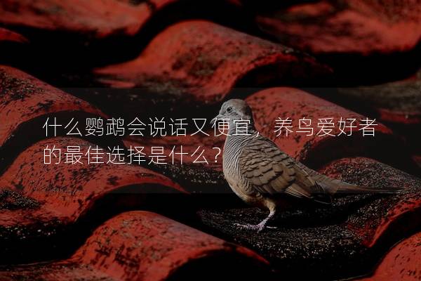 什么鹦鹉会说话又便宜，养鸟爱好者的最佳选择是什么？