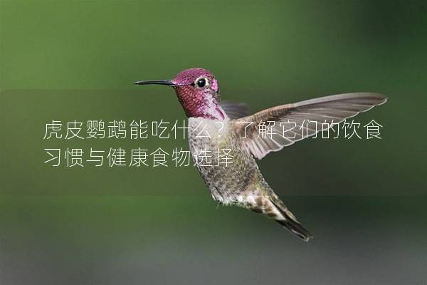虎皮鹦鹉能吃什么？了解它们的饮食习惯与健康食物选择