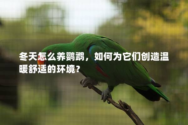 冬天怎么养鹦鹉，如何为它们创造温暖舒适的环境？