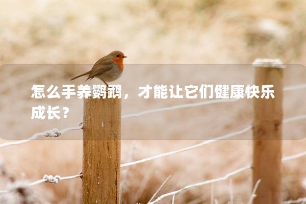怎么手养鹦鹉，才能让它们健康快乐成长？