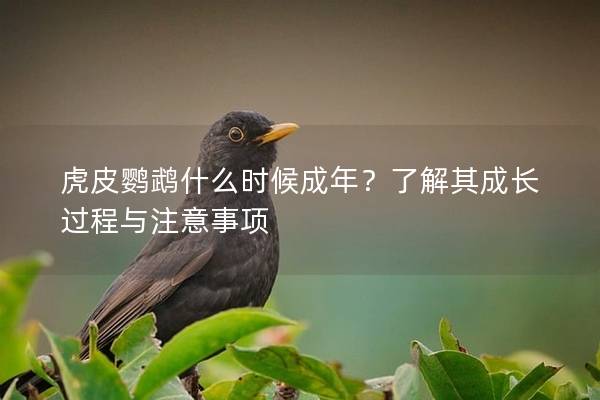 虎皮鹦鹉什么时候成年？了解其成长过程与注意事项