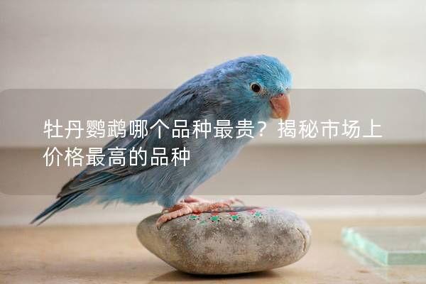 牡丹鹦鹉哪个品种最贵？揭秘市场上价格最高的品种