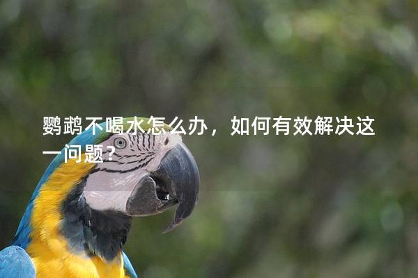 鹦鹉不喝水怎么办，如何有效解决这一问题？