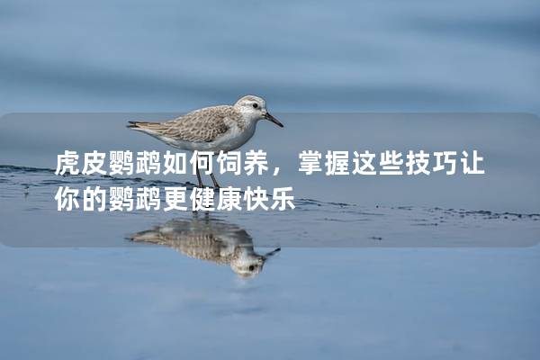 虎皮鹦鹉如何饲养，掌握这些技巧让你的鹦鹉更健康快乐