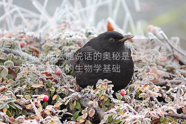 鹦鹉为什么能说话的奥秘是什么，揭示语言能力的生物学基础