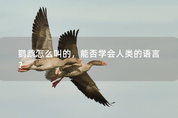 鹦鹉怎么叫的，能否学会人类的语言？