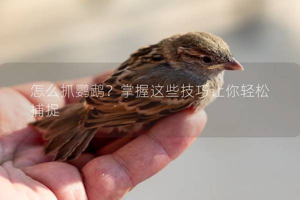 怎么抓鹦鹉？掌握这些技巧让你轻松捕捉