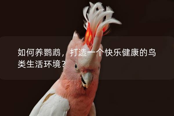 如何养鹦鹉，打造一个快乐健康的鸟类生活环境？