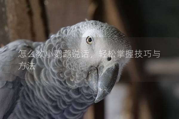 怎么教小鹦鹉说话，轻松掌握技巧与方法
