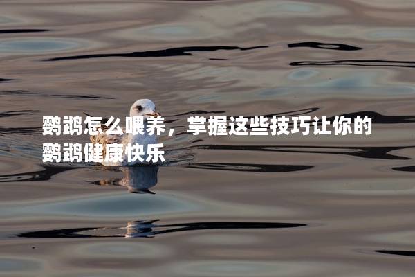 鹦鹉怎么喂养，掌握这些技巧让你的鹦鹉健康快乐