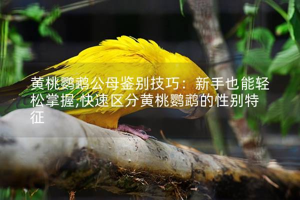 黄桃鹦鹉公母鉴别技巧：新手也能轻松掌握,快速区分黄桃鹦鹉的性别特征